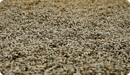 Close-up photo of barley grain representing barley commodity freight rate coverage in the CM Navigator freight matrix for comparing dry bulk shipping costs across global routes