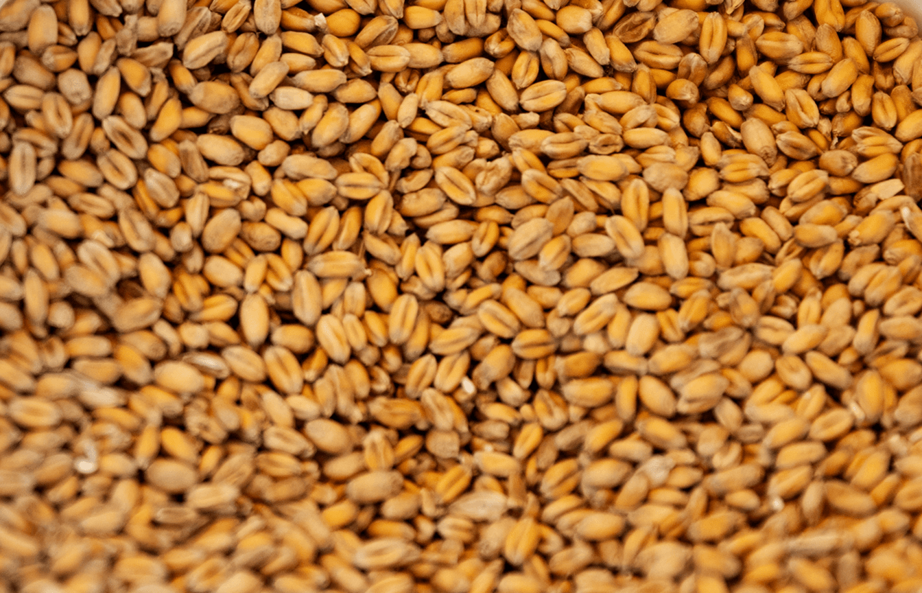 Close-up photo of durum wheat representing durum wheat supply and demand data coverage on the CM Navigator agricultural commodity market intelligence platform