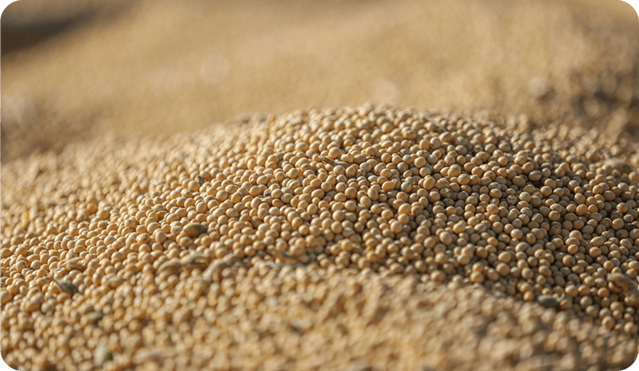 Close-up photo of soybeans representing soybean supply and demand balance sheet data including global crush, trade flows and ending stocks on the CM Navigator platform