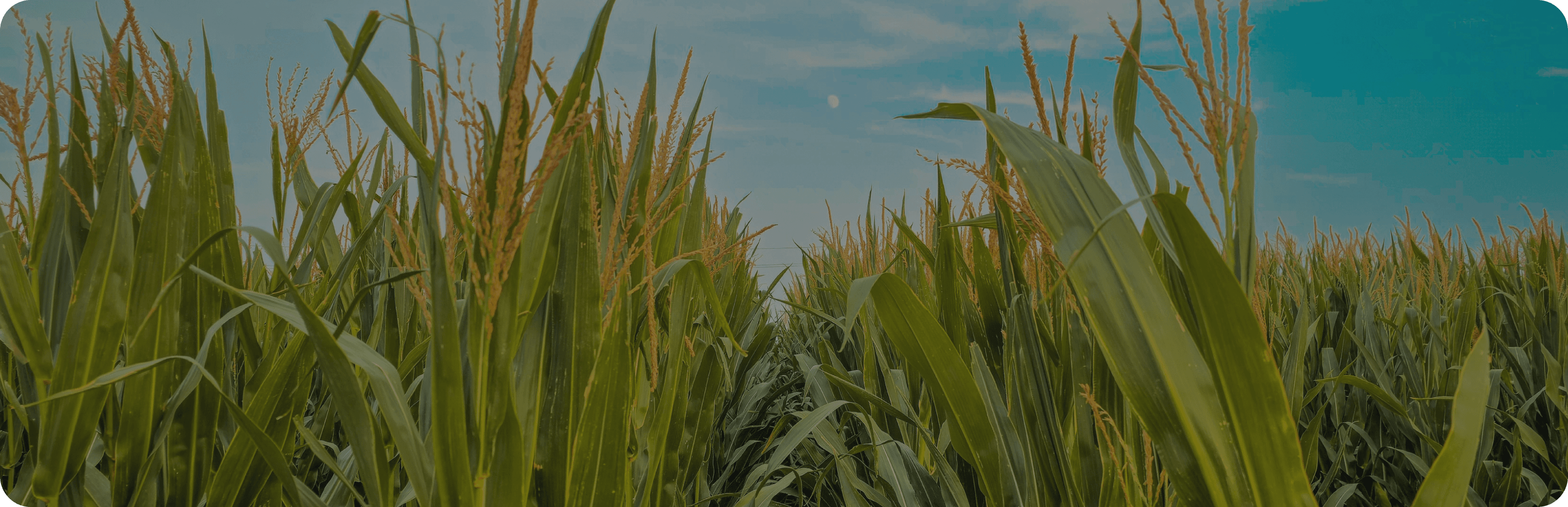 Cornfield under a blue sky, featured in the CM Navigator Weekly Grains & Oilseeds Outlook.