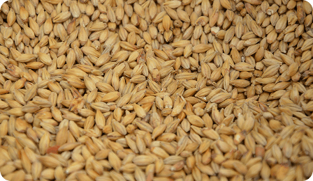 Close-up photo of wheat grain representing wheat commodity freight rate coverage in the CM Navigator freight matrix for comparing sea freight costs by route and port