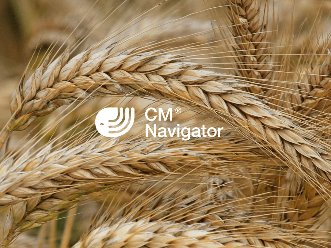 Wheat close up