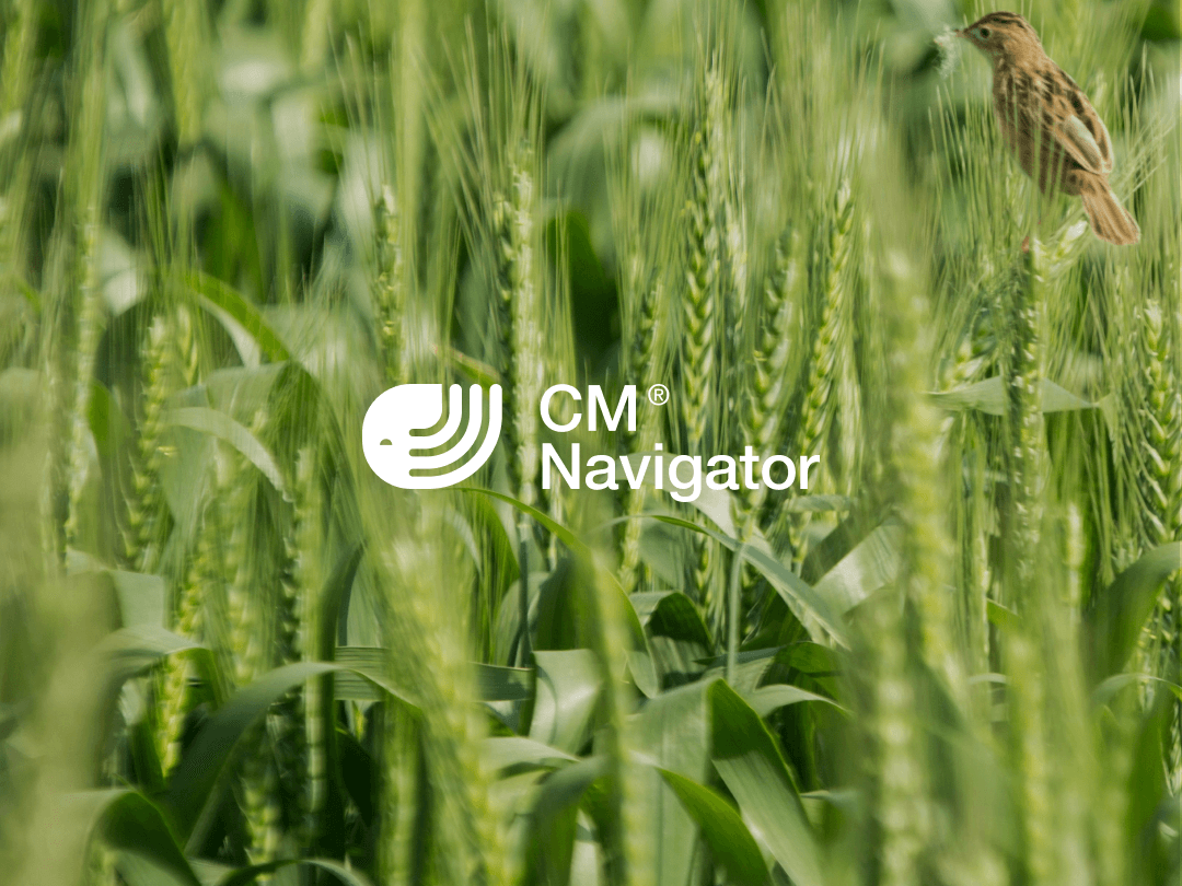 Wheat fields