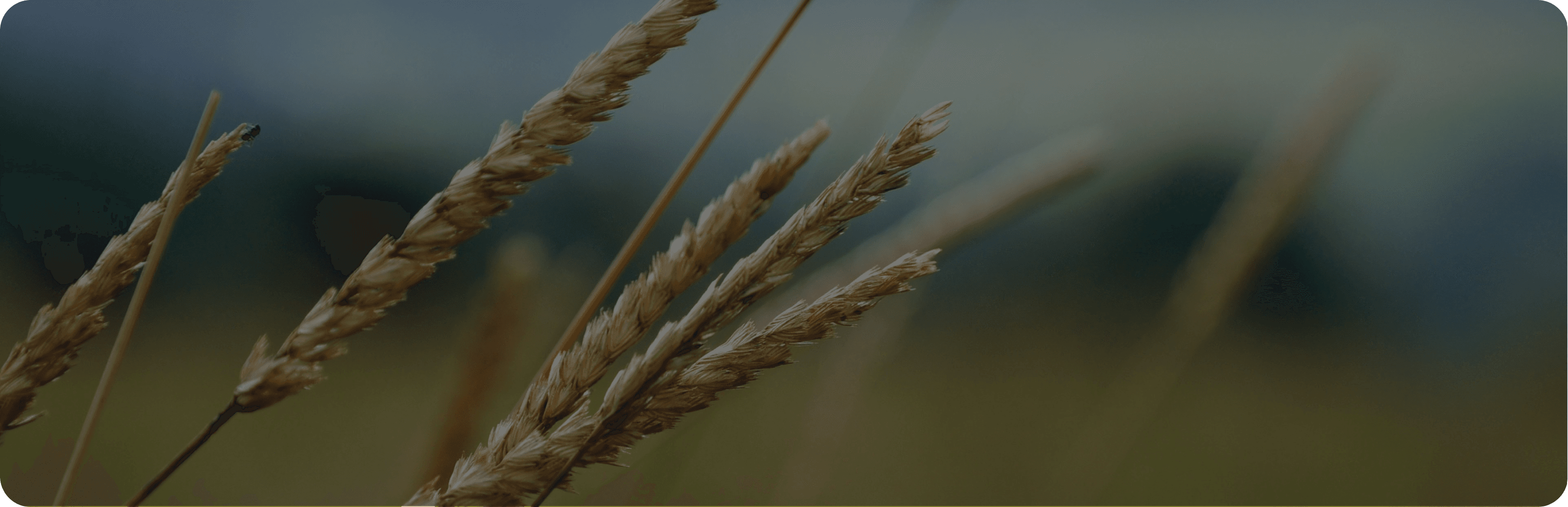 Weekly commodity week 34